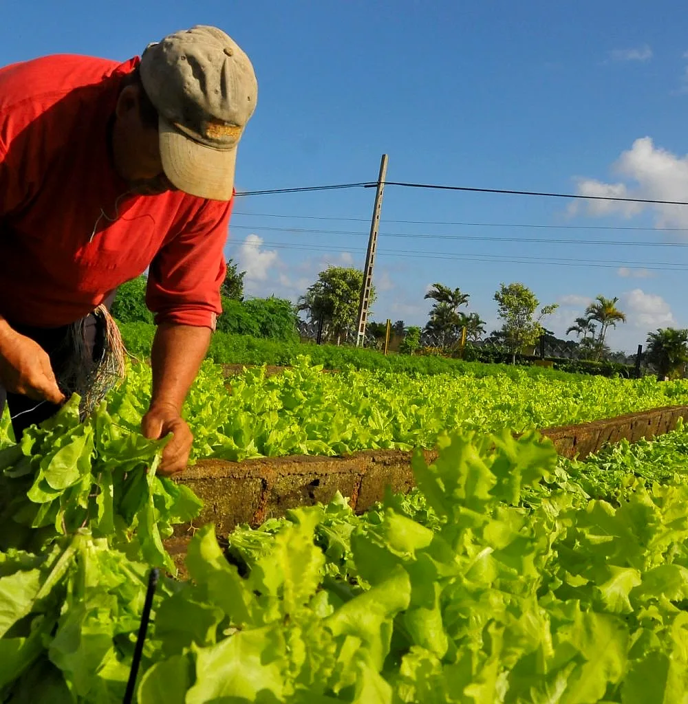 Producteur hondurien dans son champ